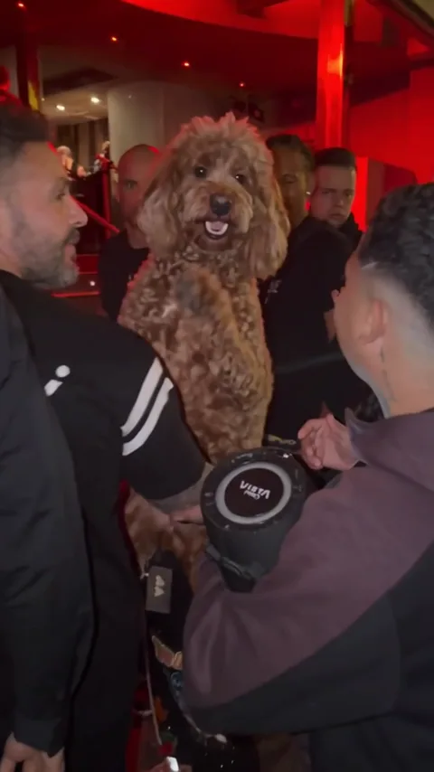 Dog Crowd Freestyle: Your dog leads the red-lit crowd with head turns and rhythmic front-paw gestures.